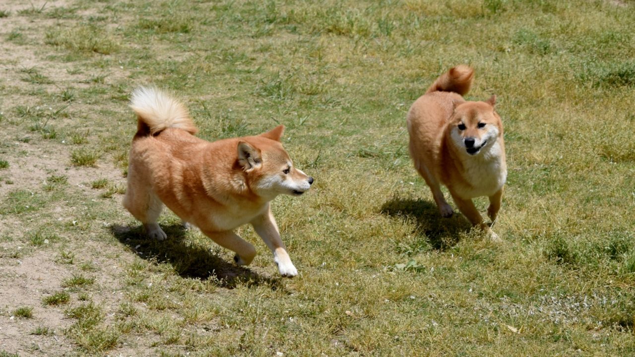 ドッグラン 穴場 武蔵川公園 Let Sエンジョイーヌ