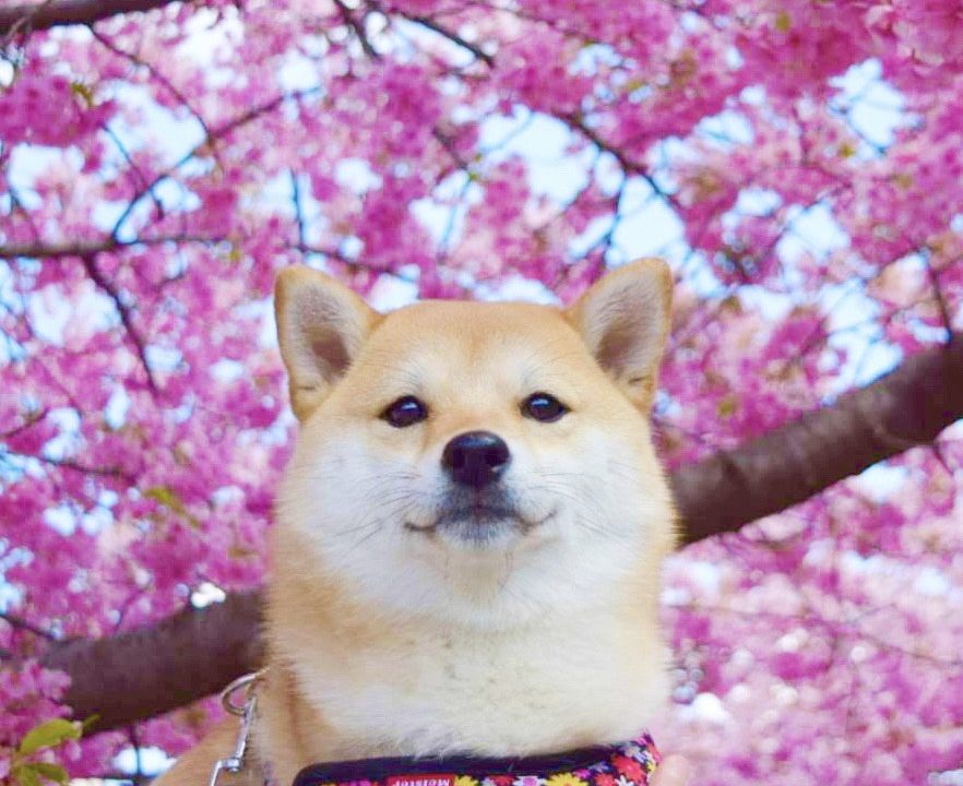 人気上昇中youtuber 豆柴すず の激かわイチオシ動画まとめ Let Sエンジョイーヌ