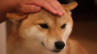 柴犬はどうしてこんなに可愛いの 激かわ画像付きで解説 Let Sエンジョイーヌ